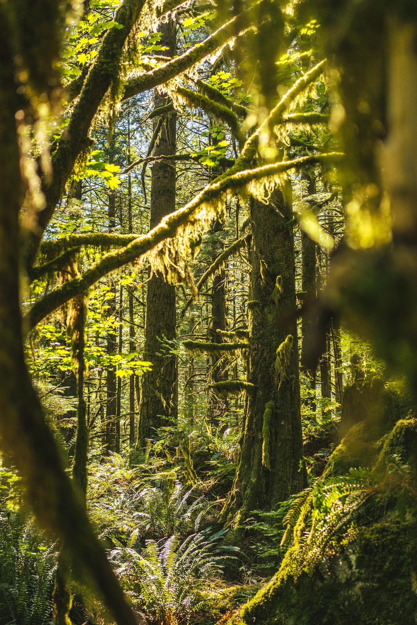 Sunlight filtering through moss-draped old-growth trees and ferns in a British Columbia coastal rainforest