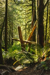 An action shot of players battling in a lush forest environment.