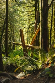 A vibrant scene from the game showing players navigating a lush forest environment.