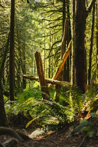 An action shot of players battling in a lush forest environment.