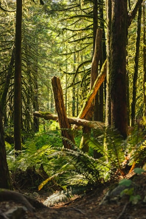 A vibrant scene from the game showing players navigating a lush forest environment.