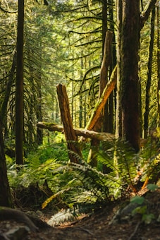 A lush, dense forest scene features tall trees with thick, moss-covered branches. Bright sunlight filters through the foliage, casting an intricate pattern of light and shadow on the forest floor. Ferns and undergrowth thrive in the vibrant, green environment.