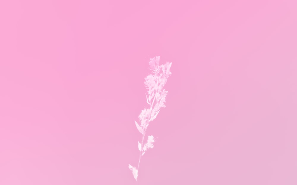 green leaf tree with pink background