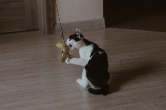 A black and white cat is sitting on a wooden floor, playing with a toy attached to a string. The toy appears to be a small stuffed animal with a yellow leaf-like attachment. The cat is engaging with the toy, using its front paws and mouth.