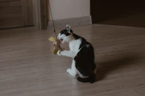A happy cat playing with an interactive toy from funnycat.