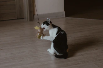 A sleek black and white interactive cat toy with soft orange LED lights glowing.