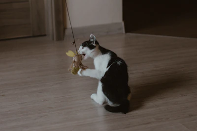 A happy cat playing with an interactive toy from funnycat.