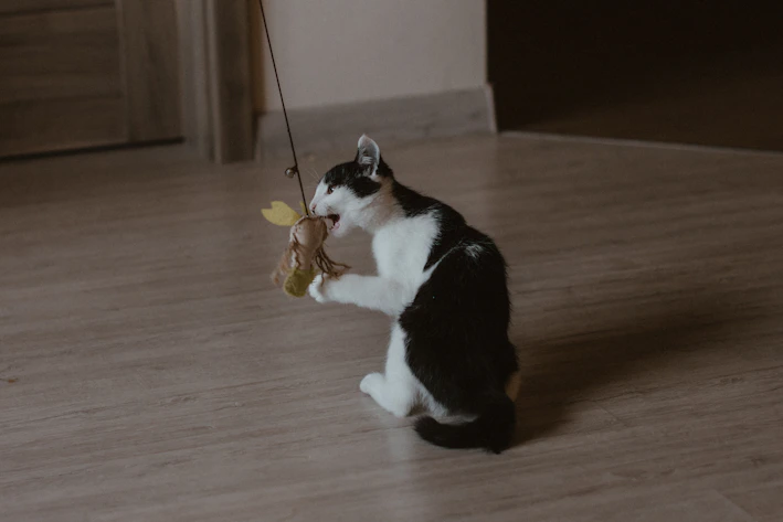 A sleek black and white interactive cat toy with soft orange LED lights glowing.