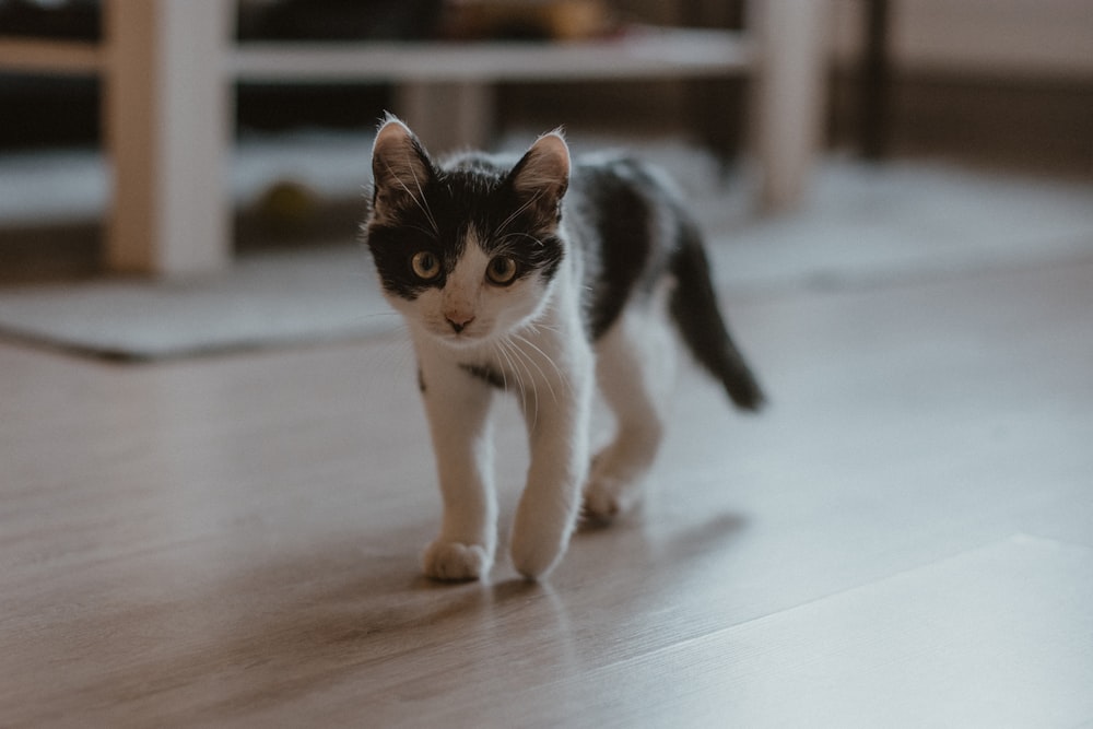 white and black cat on white floor