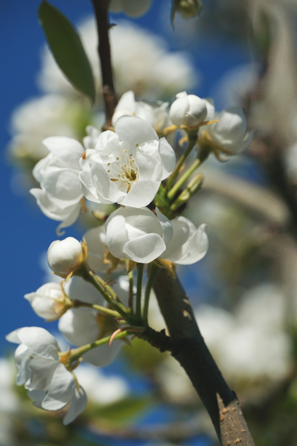 white cherry blossom in close up photography