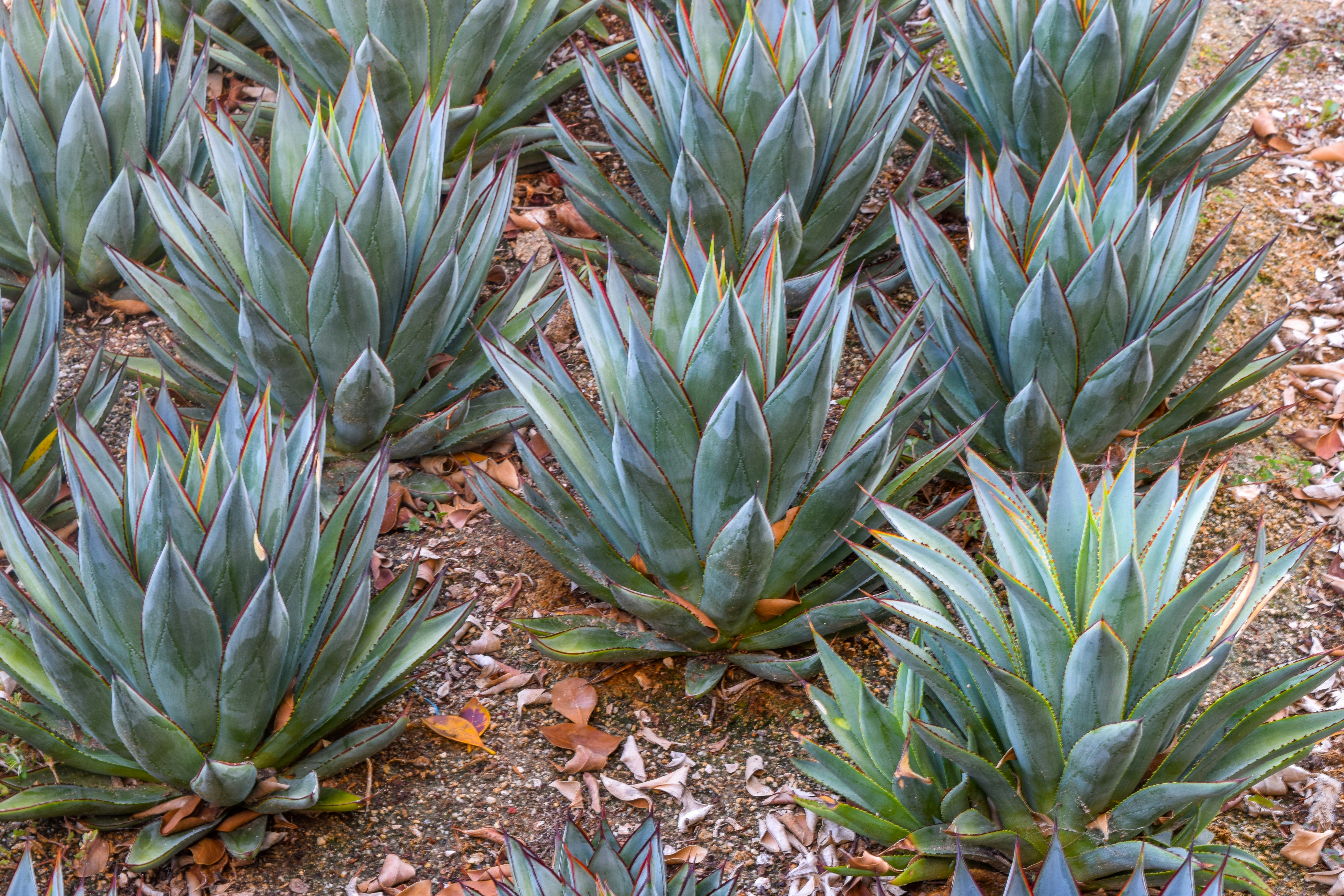 Photo by succulentmarket