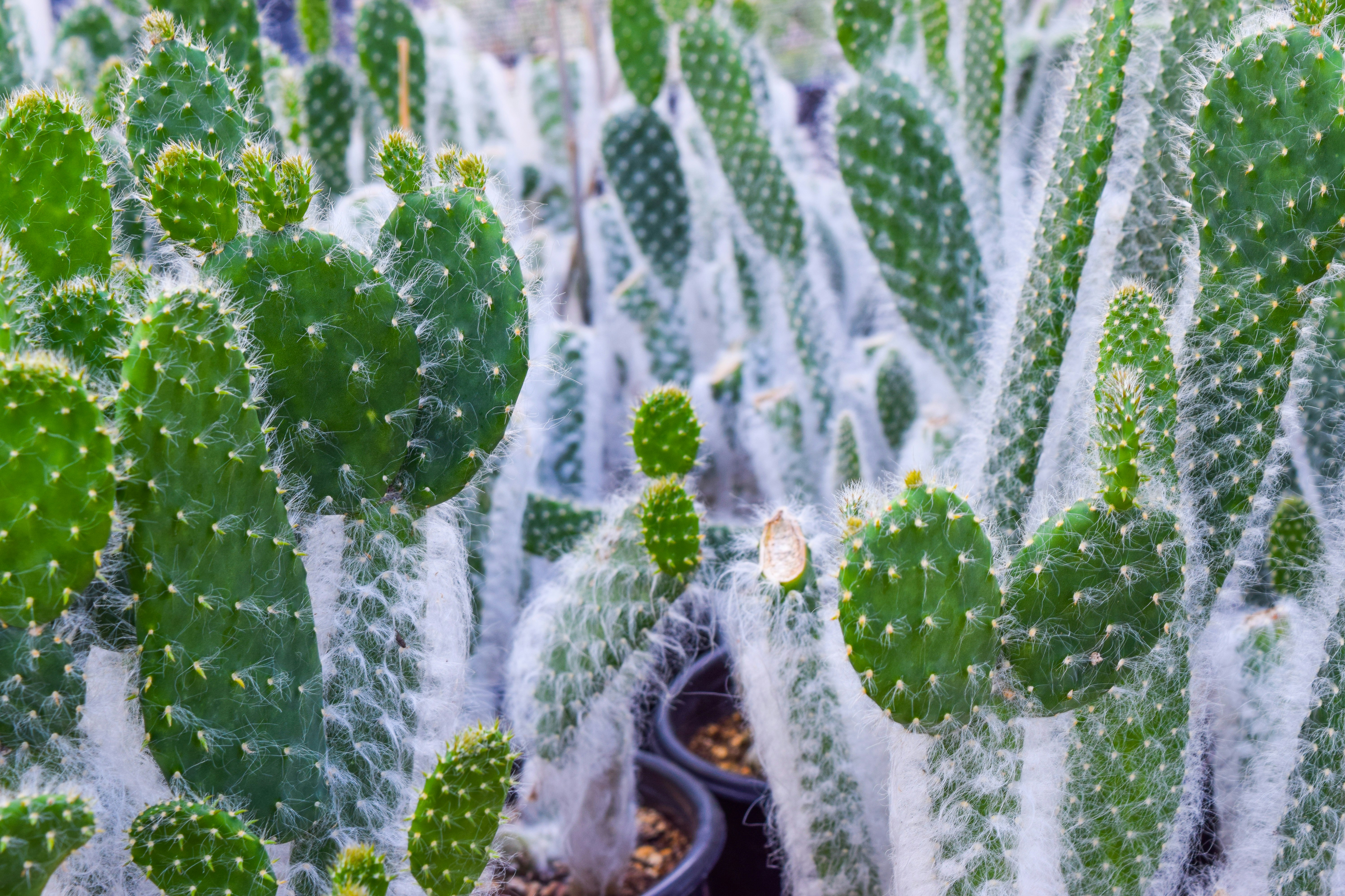 Photo by succulentmarket