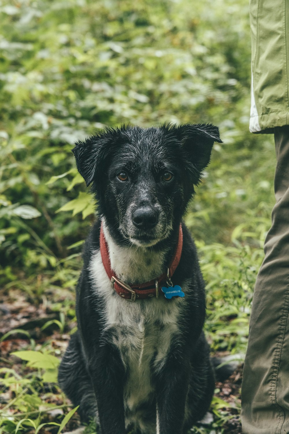 black and white border collie mix