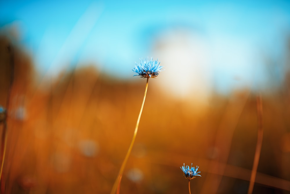 blue flower in tilt shift lens