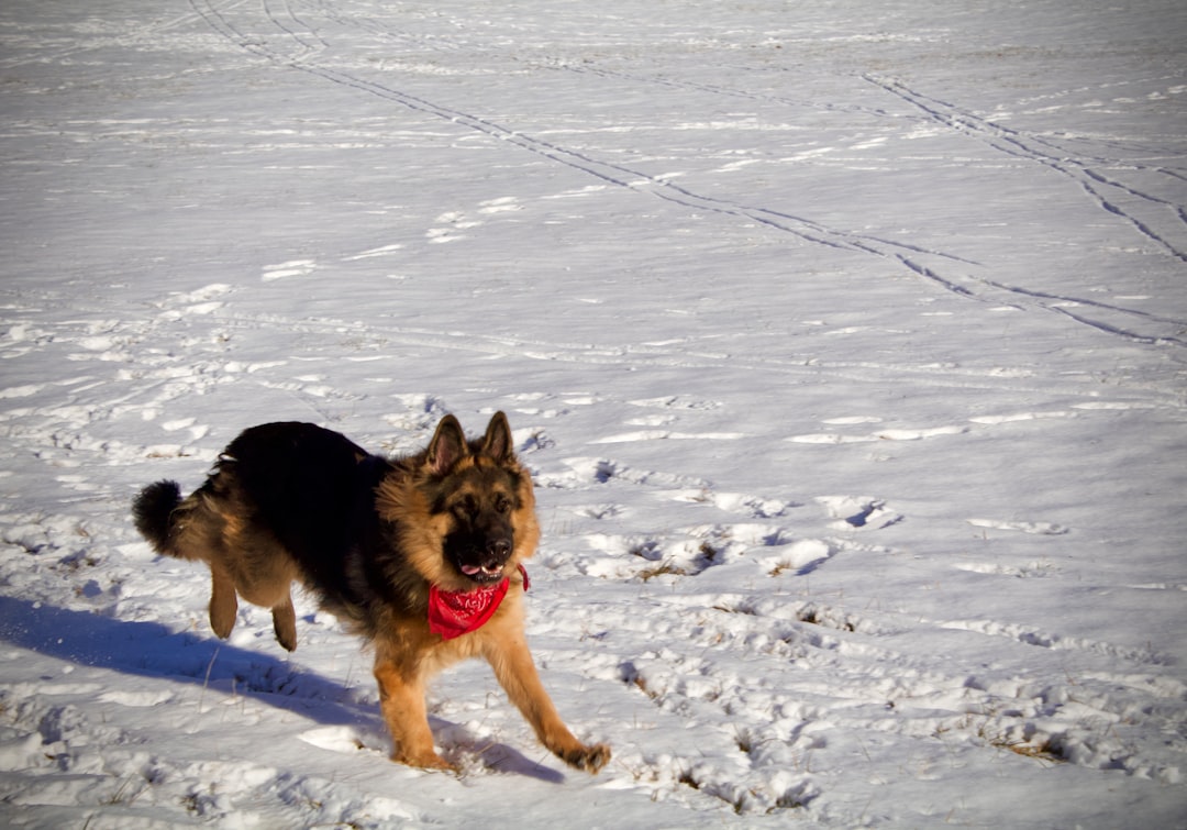 black and tan german shepherd on snow covered ground during daytime