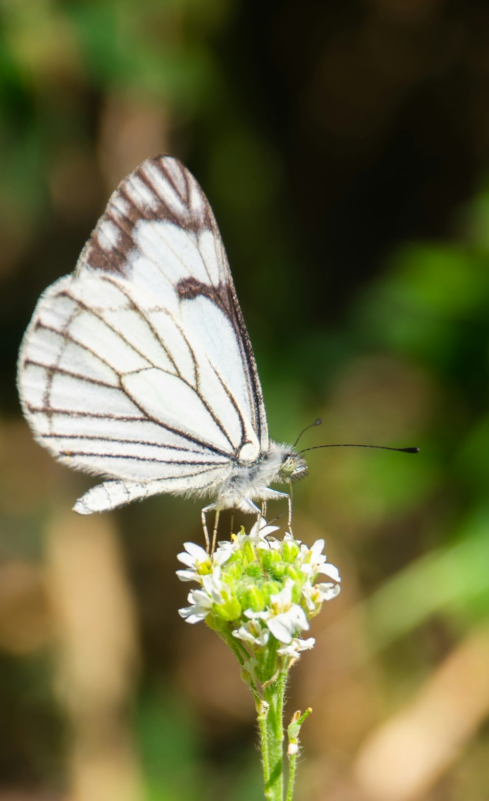 white and black butterfly perched on white flower in close up photography during daytime