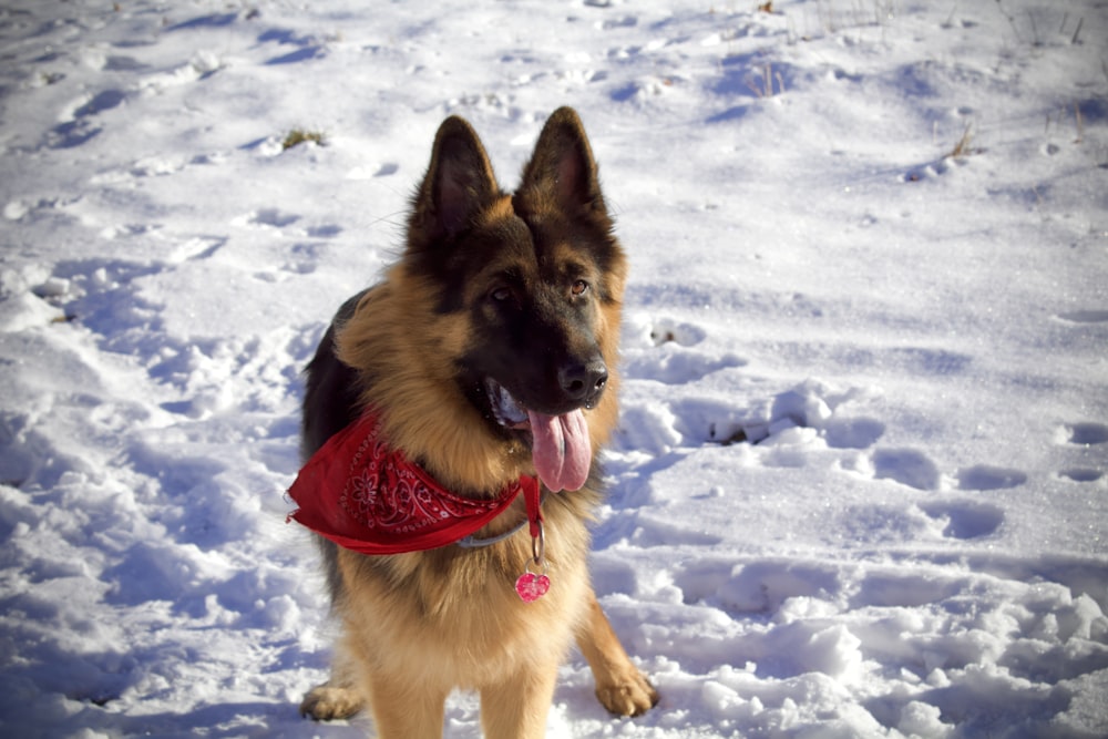 black and tan german shepherd on snow covered ground during daytime