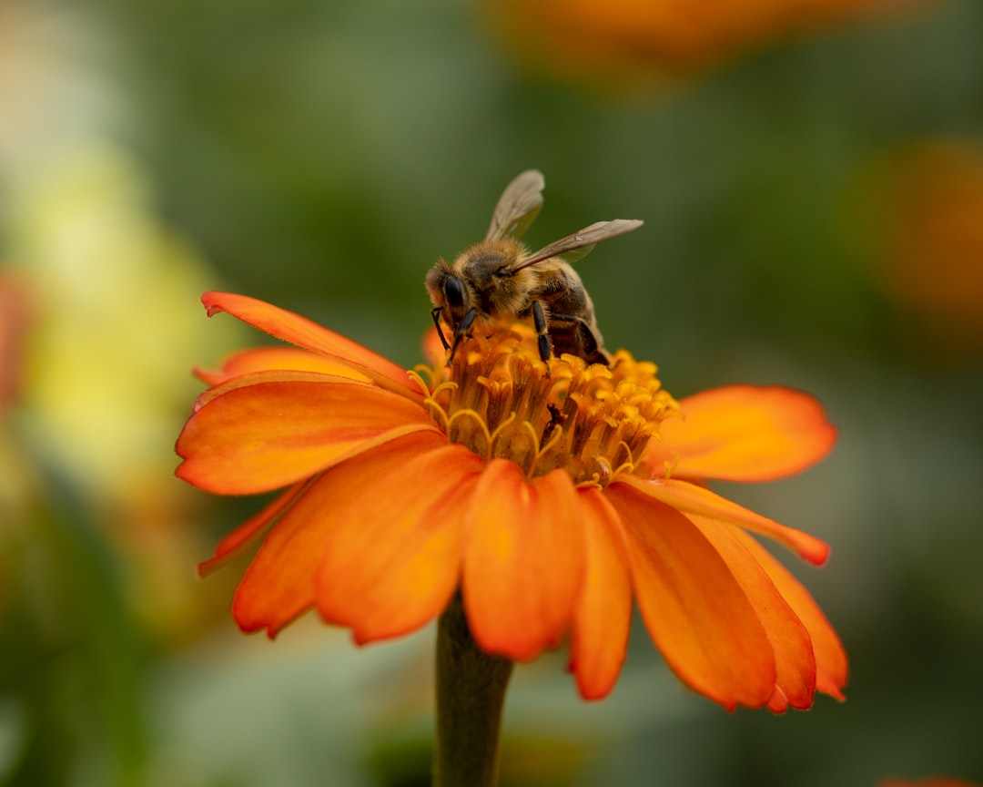 honeybee perched on orange flower in close up photography during daytime