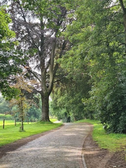 Peaceful forest trail near the charming ArdenneCocoon cottage, perfect for nature walks.