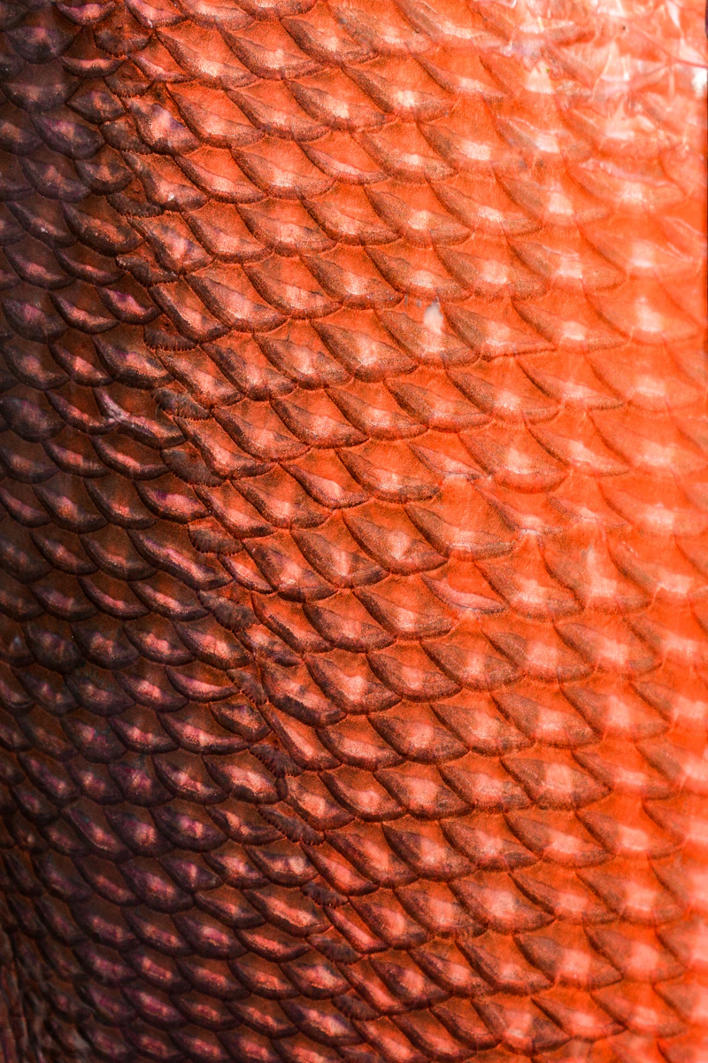 Écailles de poisson