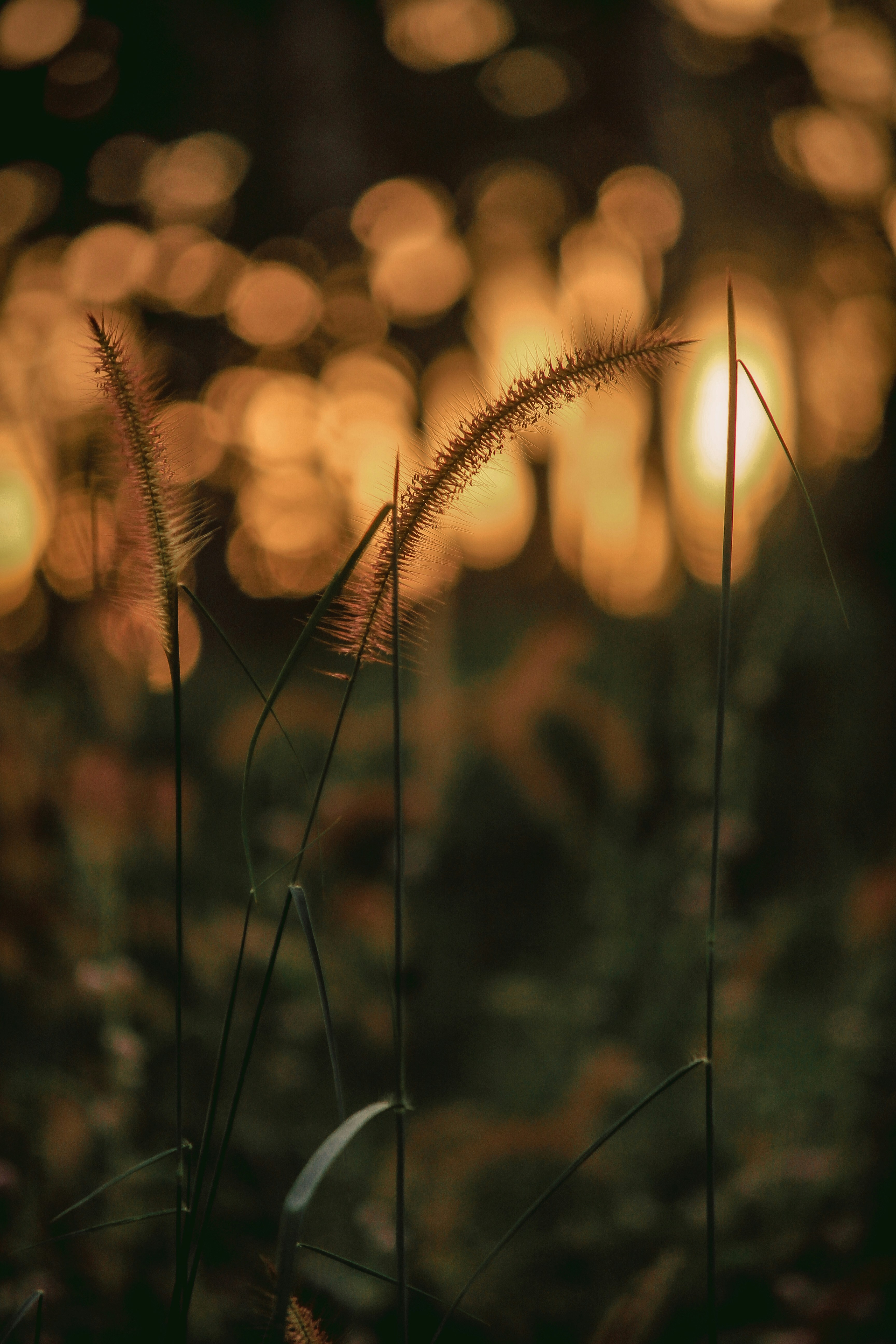 Nature Portrait Pictures | Download Free Images on Unsplash
