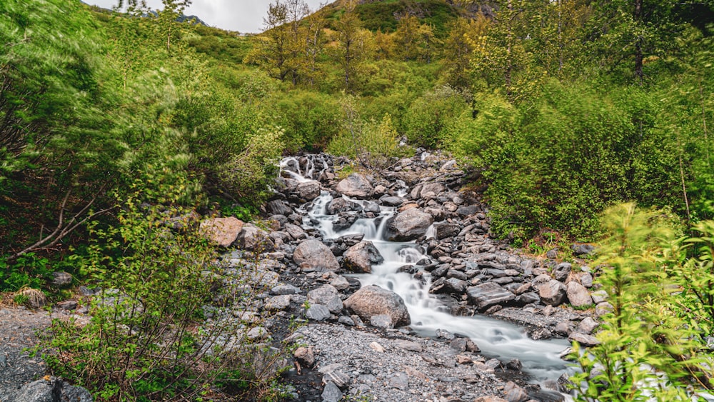 alberi verdi e fiume durante il giorno