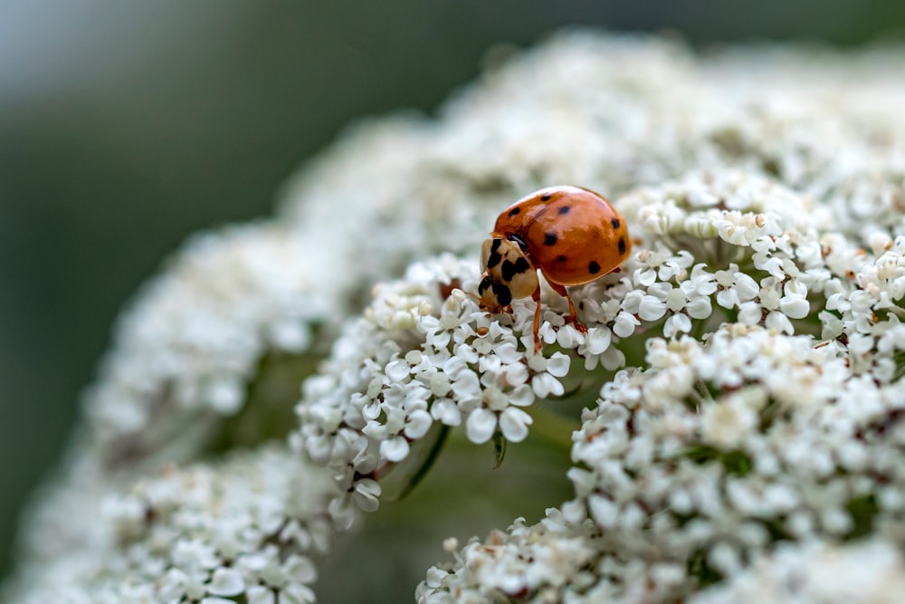red ladybug on white flower in close up photography during daytime