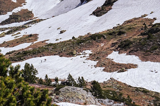 green trees on snow covered mountain during daytime