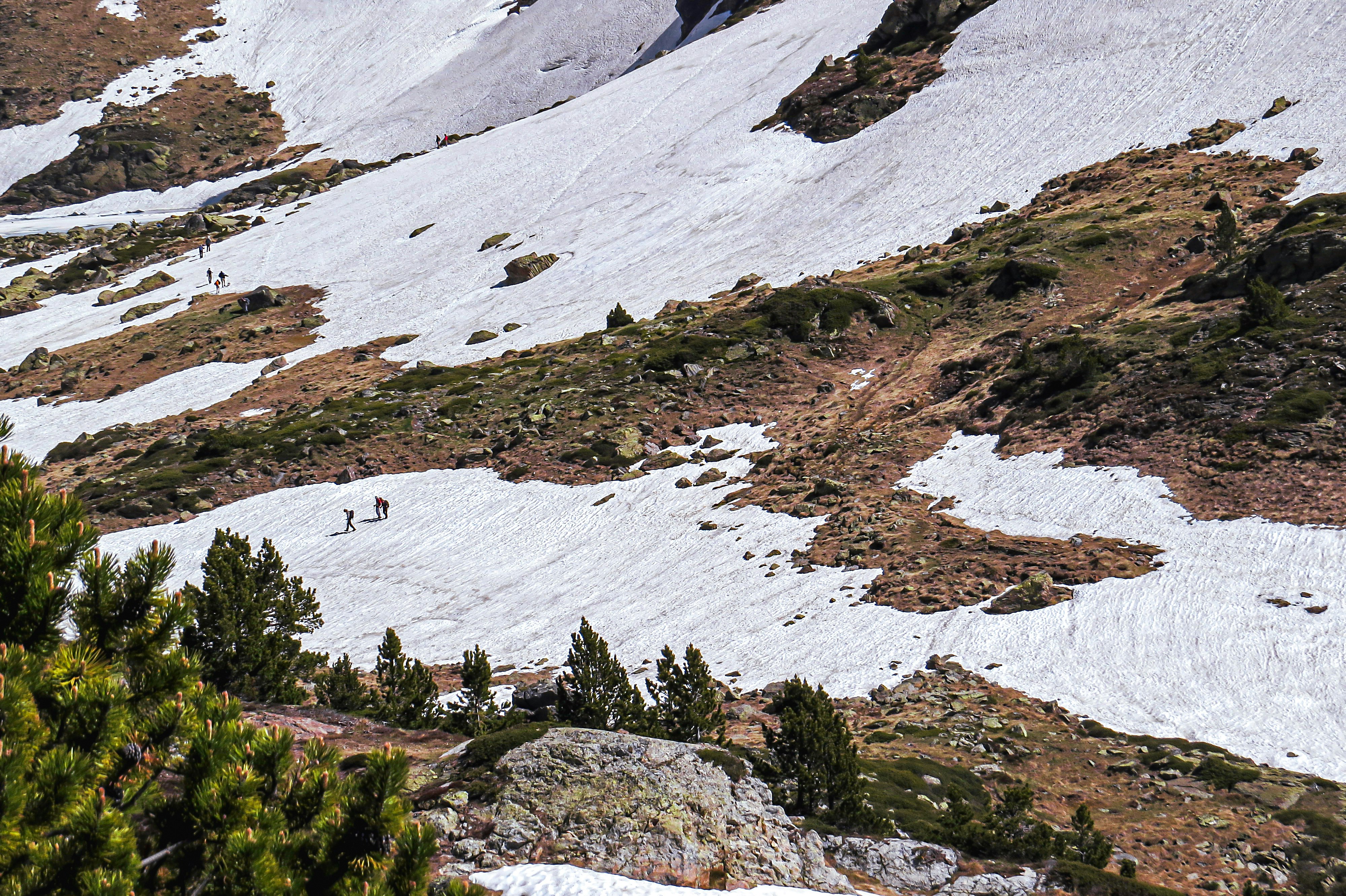 green trees on snow covered mountain during daytime