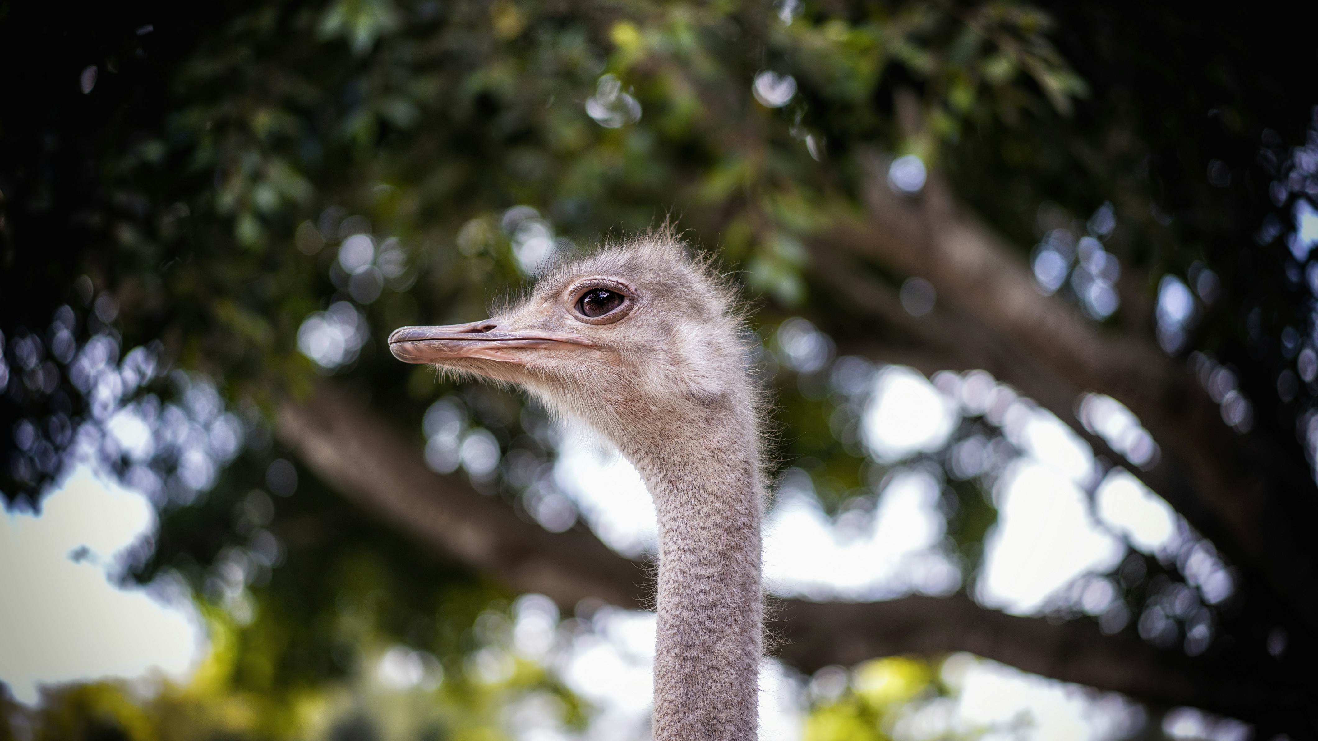 Ostrich head in natural environment. Common Ostrich (Struthio camelus) is a large flightless bird native to Africa. Ostrich is the biggest bird in the world.