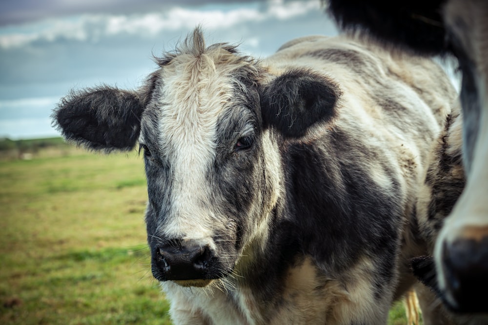 white and black cow on green grass field during daytime