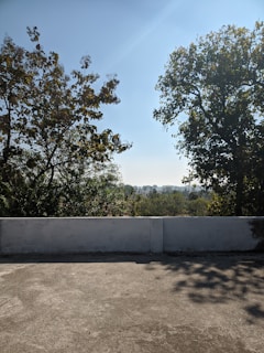 A concrete patio is in the foreground with shadows from two large trees flanking each side. Beyond the low wall, dense green foliage extends into the distance under a clear blue sky.