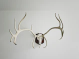 white and brown animal skull