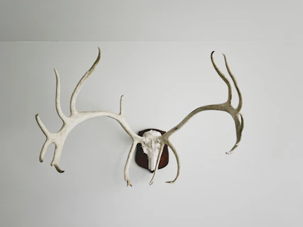 white and brown animal skull