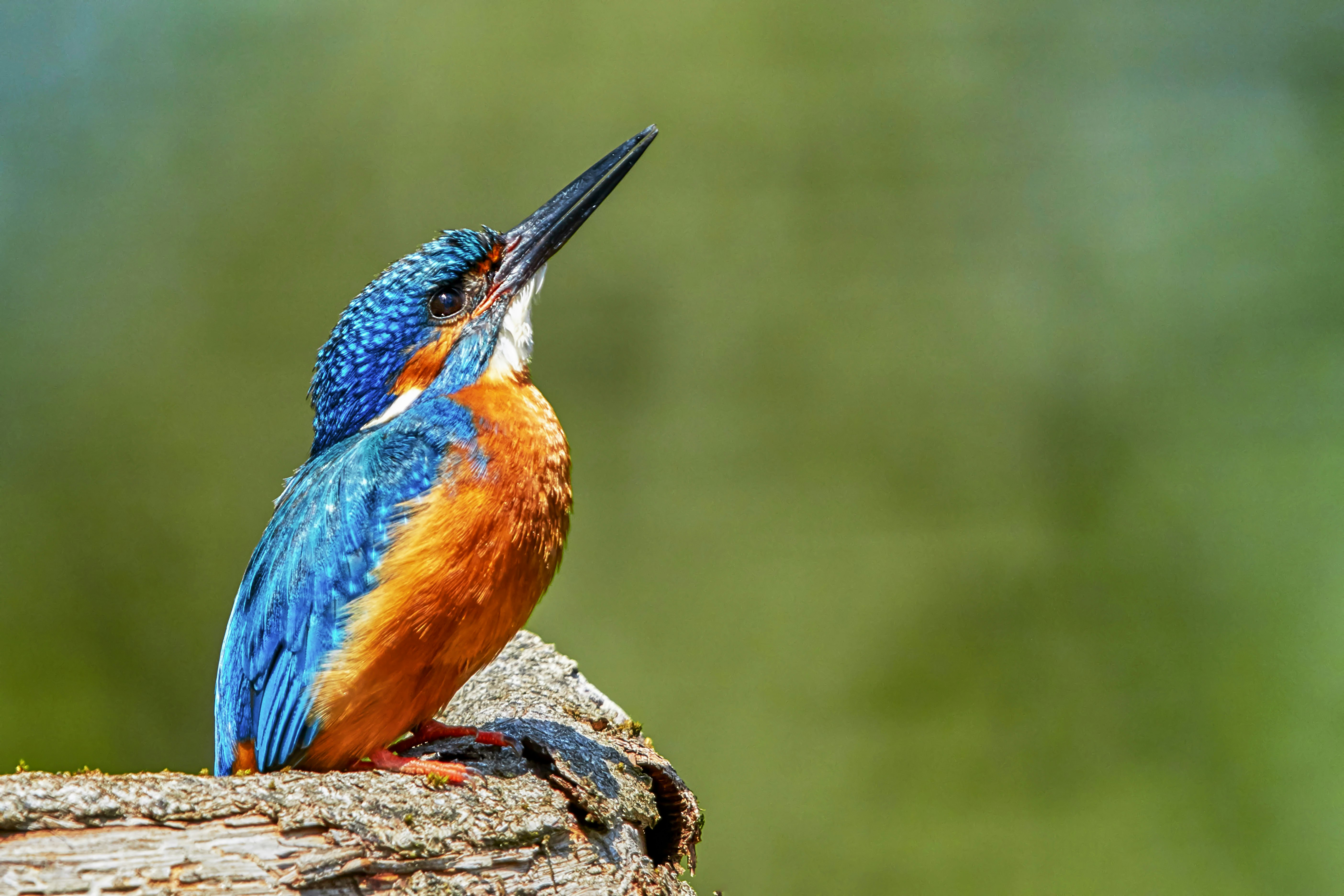 blue and brown bird on brown rock