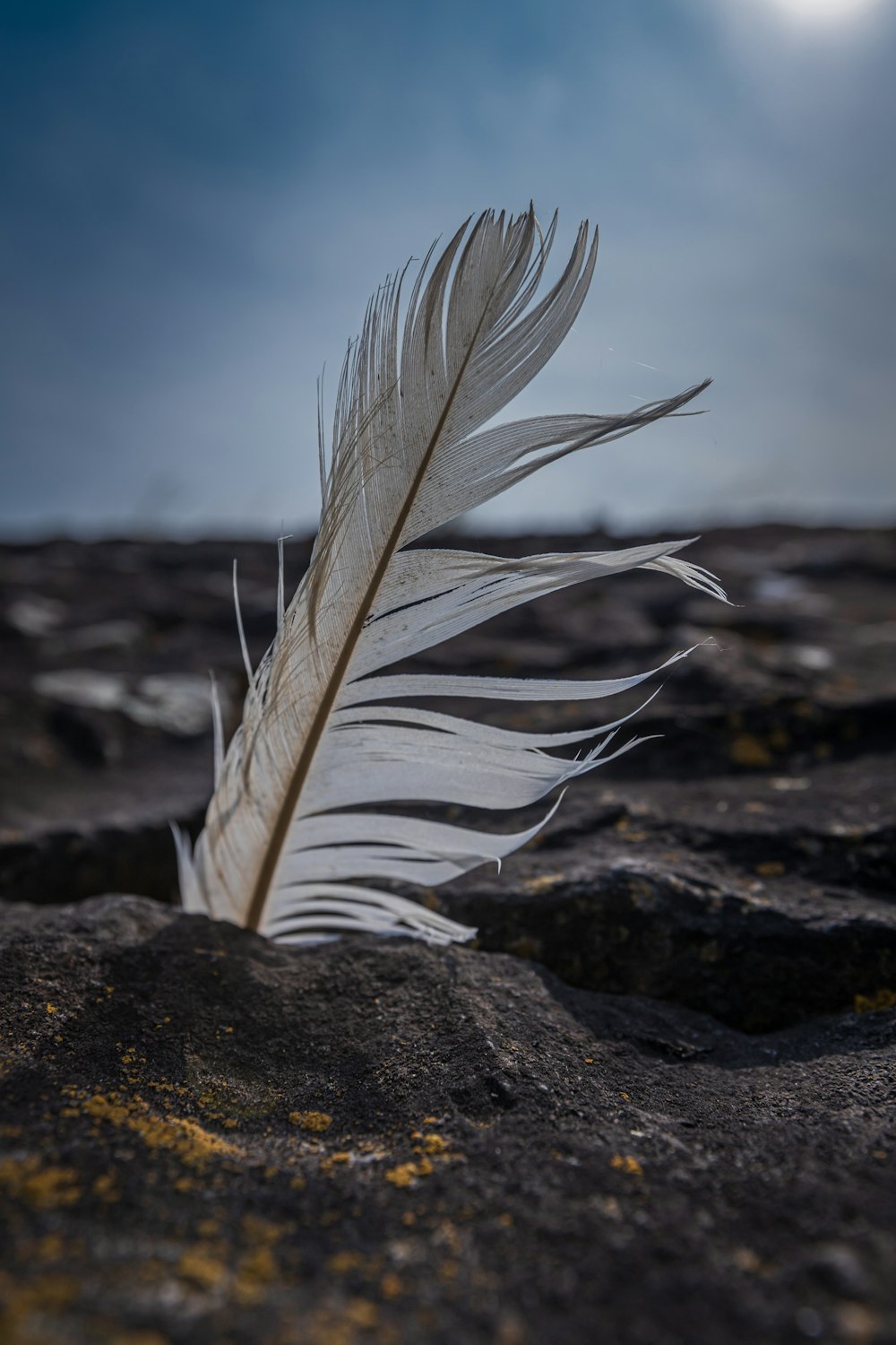 white feather on brown rock