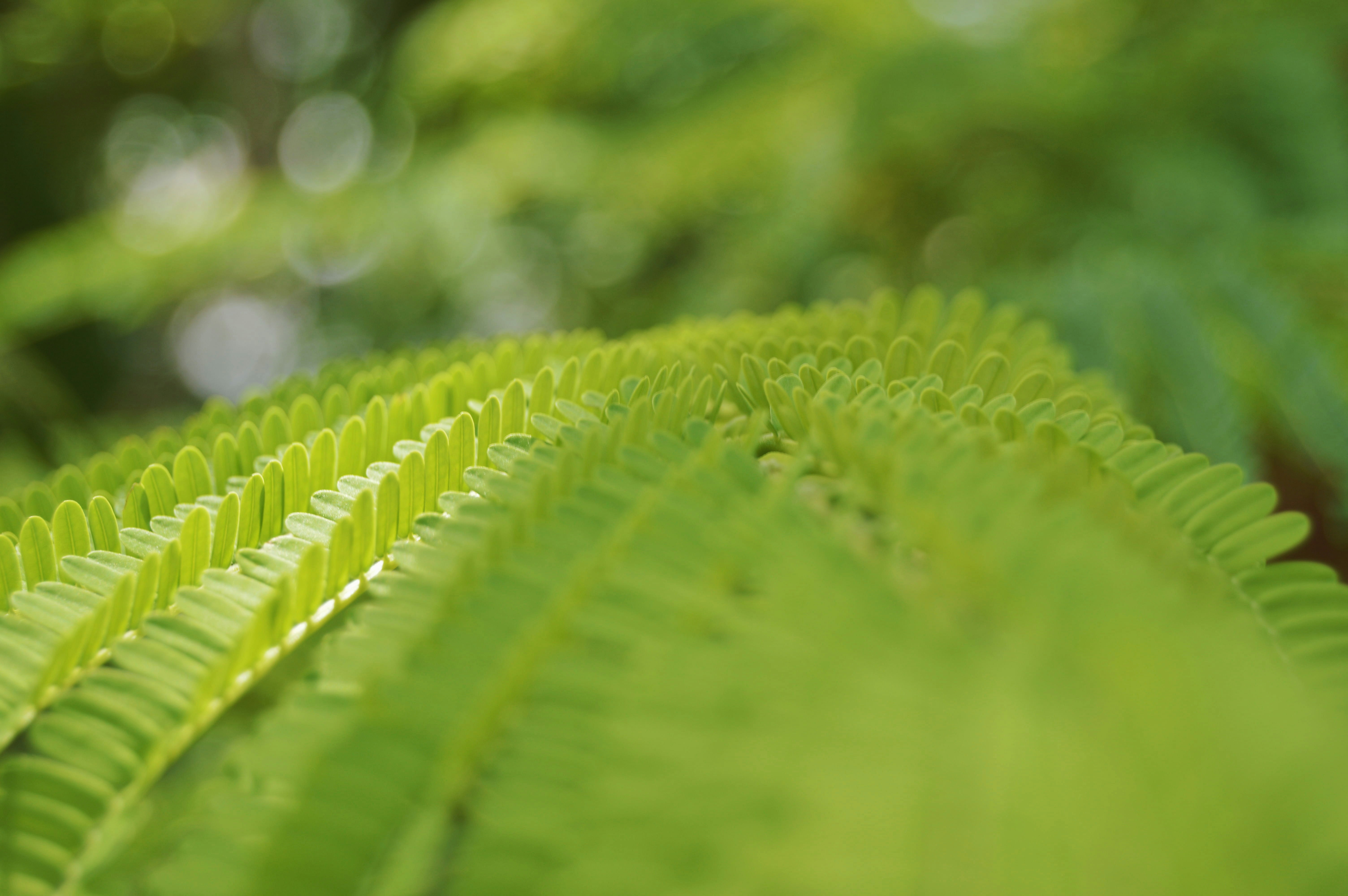 Grünes Blatt in Nahaufnahmen