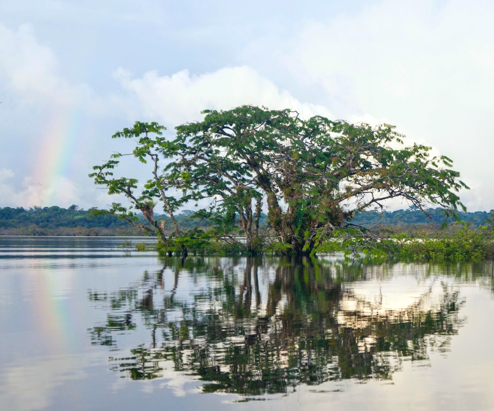 green trees on lake during daytime