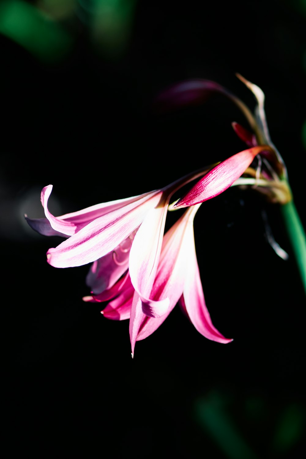 pink and white flower in black background