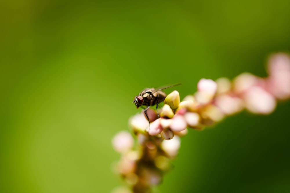 black and yellow bee on white flower