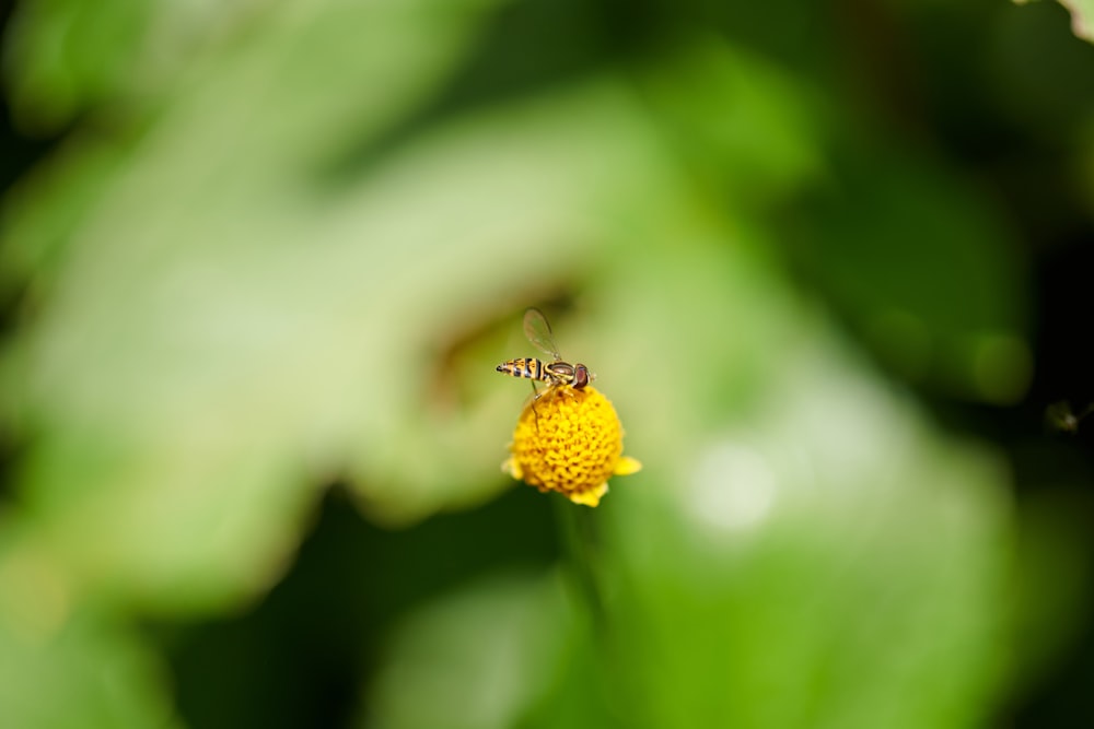 yellow flower in tilt shift lens