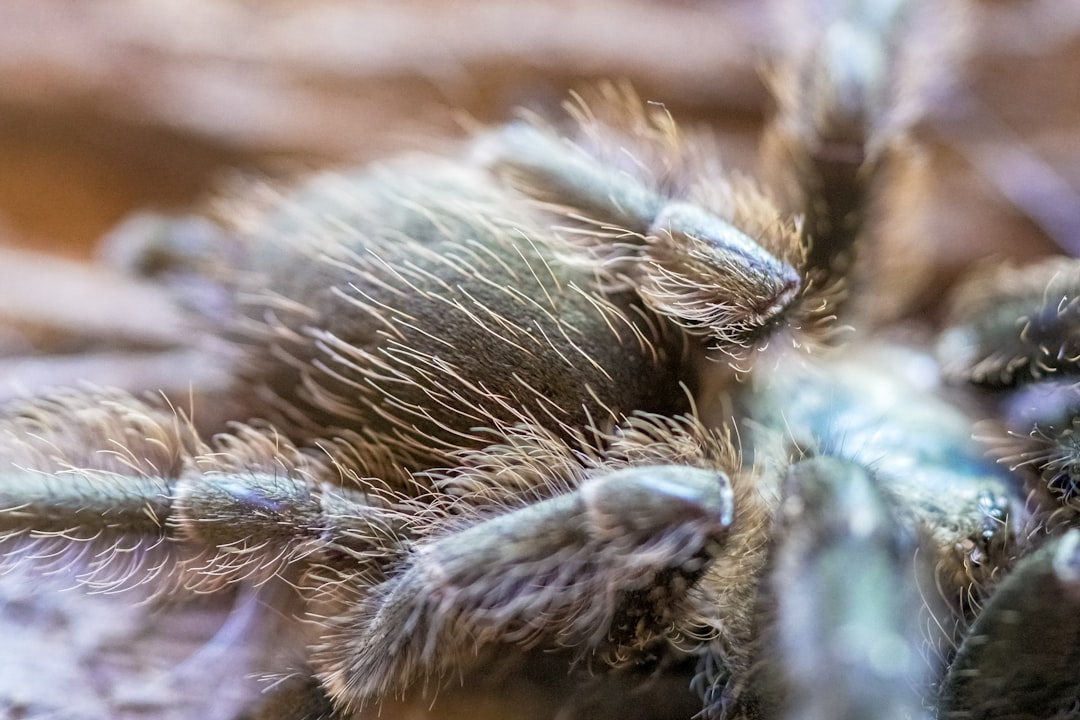 brown and black tarantula in close up photography