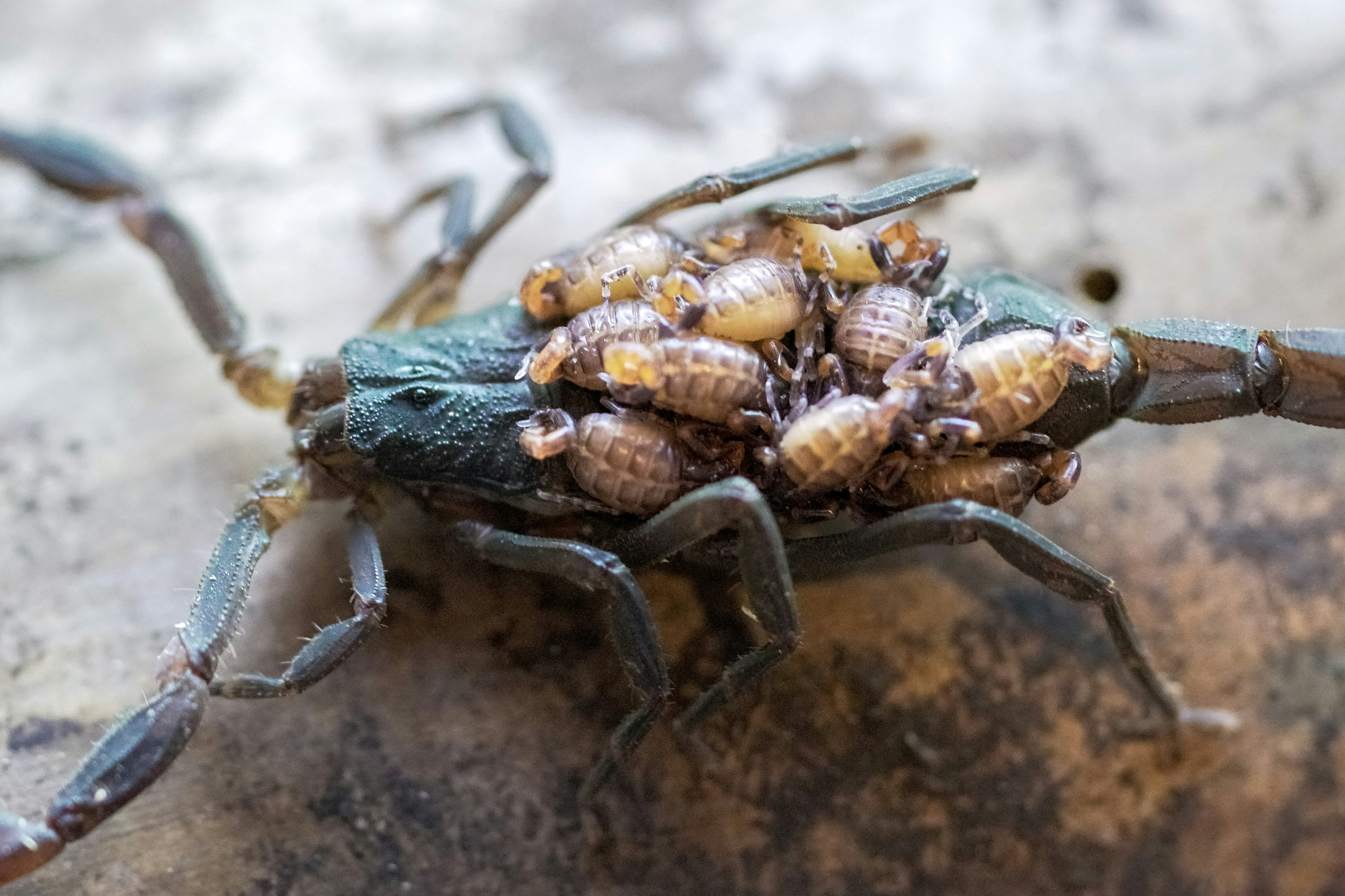 What Do Baby Scorpions Eat? Feeding Nature