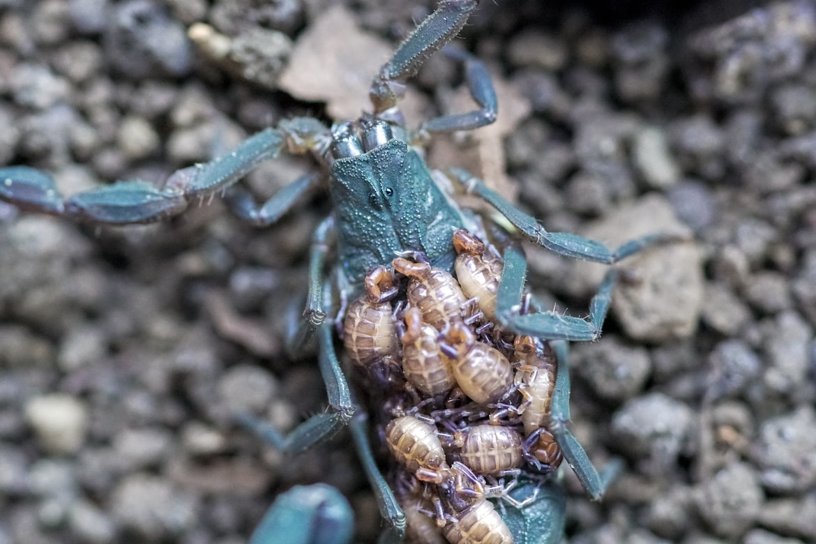 Baby Scorpions