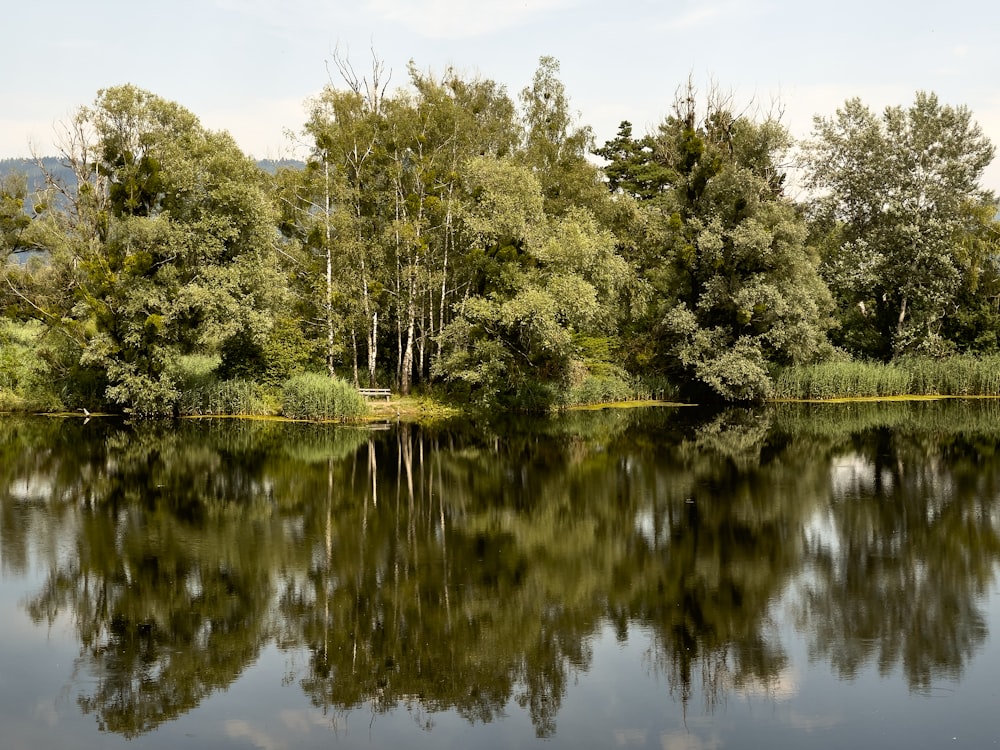 green trees beside river during daytime