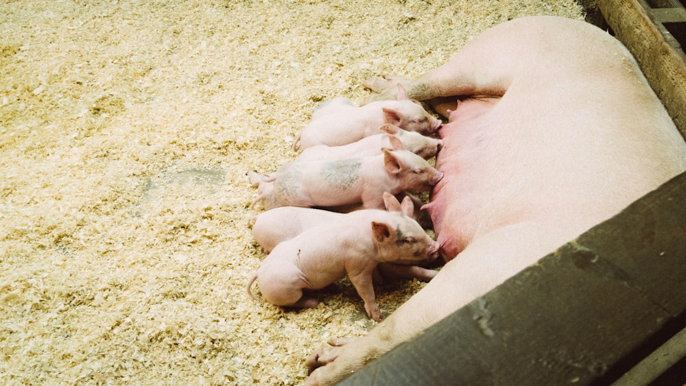 a couple of pigs are laying in a pen