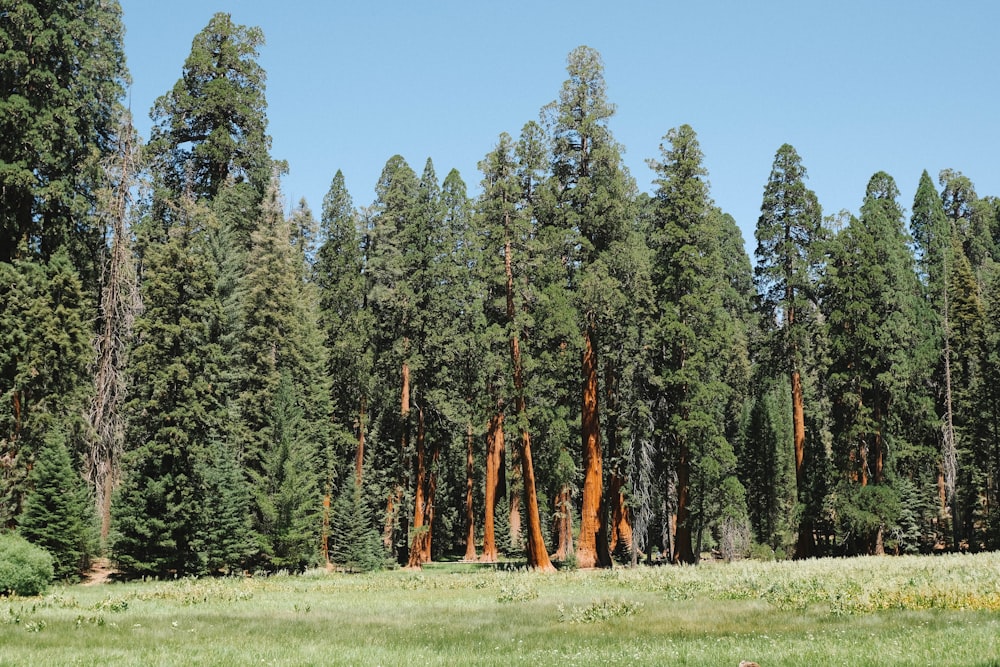 a group of trees that are in the grass