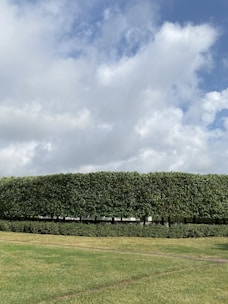 A neatly trimmed line of hedges stands tall, dividing the image horizontally under a partly cloudy sky. The dense green foliage separates a well-maintained grass lawn from the open sky above.