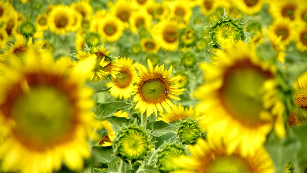 yellow sunflower in close up photography