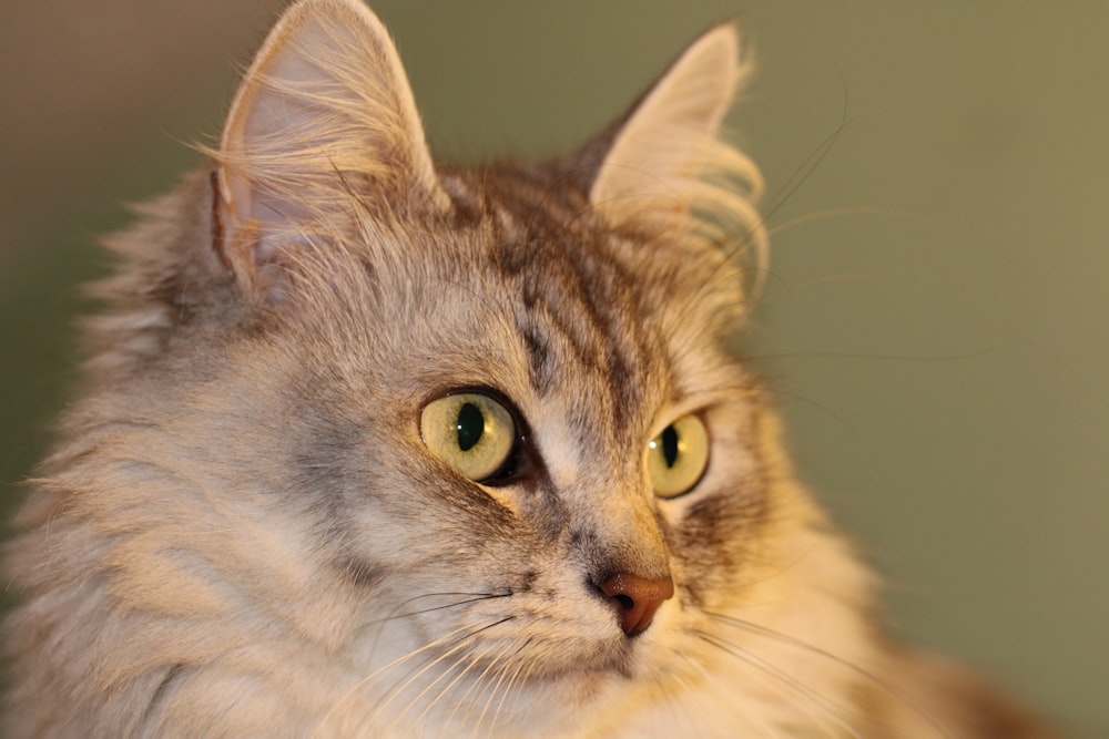 brown and white tabby cat